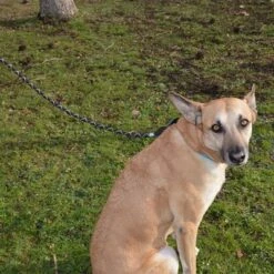 Julius K9 Correa Julius-K9 IDC® Cordino Para Perros 11 Julius K9 Correa Julius-K9 IDC® Cordino Para Perros -Mascota Suministros Ventas 89141 juliusk9 idcropeleash hs 04 8