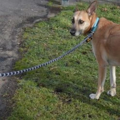 Julius K9 Correa Julius-K9 IDC® Cordino Para Perros 12 Julius K9 Correa Julius-K9 IDC® Cordino Para Perros -Mascota Suministros Ventas 89141 juliusk9 idcropeleash hs 08 0