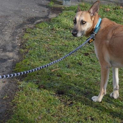 Julius K9 Correa Julius-K9 IDC® Cordino Para Perros 7 Julius K9 Correa Julius-K9 IDC® Cordino Para Perros - Imagen 5