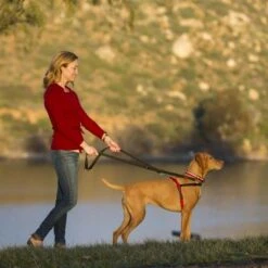 Arnés Antitirones Front Control HALTI Para Perros 13 Arnés Antitirones Front Control HALTI Para Perros -Mascota Suministros Ventas 94510 coa halti front controll harness hs 04 7