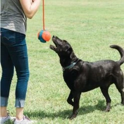 Chuckit! Rope Fetch Pelota Con Cuerda Para Perros -Mascota Suministros Ventas 99704 petmate chuckit rope fetch hs 04 5