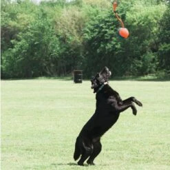 Chuckit! Rope Fetch Pelota Con Cuerda Para Perros -Mascota Suministros Ventas 99704 petmate chuckit rope fetch hs 05 8