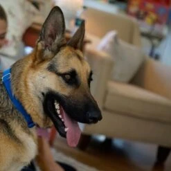 Puerta Extreme Weather Para Mascotas De Petsafe -Mascota Suministros Ventas petsafe hundeklappe extremeweather hs 03 1