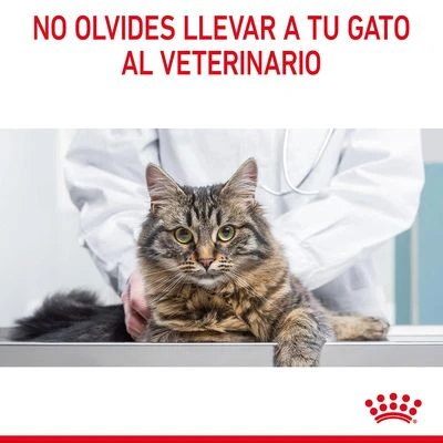 Royal Canin Urinary Care En Salsa 12 Royal Canin Urinary Care En Salsa - Imagen 10