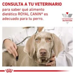 Royal Canin Veterinary Canine Anallergenic Small Dog Pienso Para Perros -Mascota Suministros Ventas rc vet dry doganasd cv eretailkit 6 es es 3