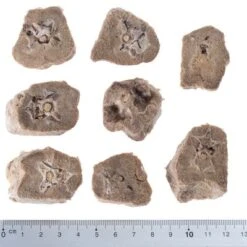 Pack Ahorro 4 X Wolf Of Wilderness RAW Snacks Liofilizados Premium 29 Pack Ahorro 4 X Wolf Of Wilderness RAW Snacks Liofilizados Premium -Mascota Suministros Ventas wow raw duck necks fg 5433 2